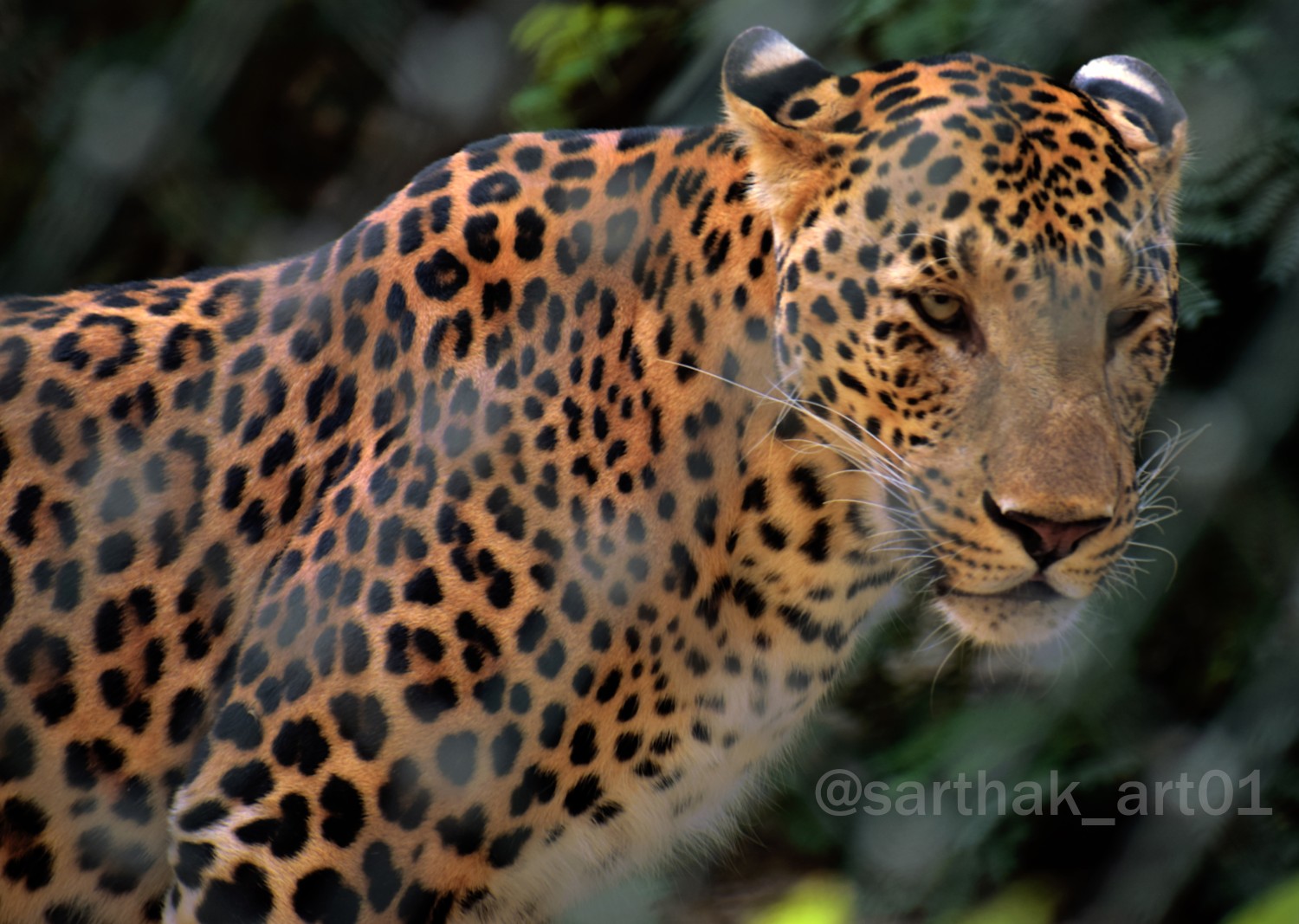 Sankalp Maheshwari